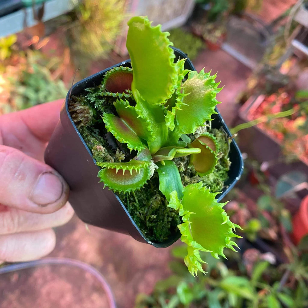 Dionaea muscipula “Chinese Dumpling“ 大森食虫植物農園