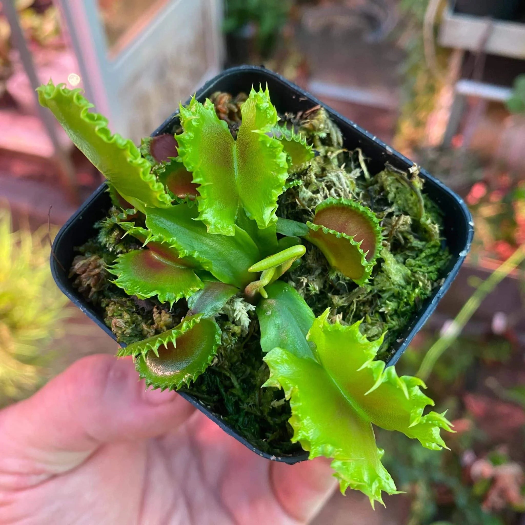 Dionaea muscipula „Chinese Dumpling“ 大森食虫植物農園
