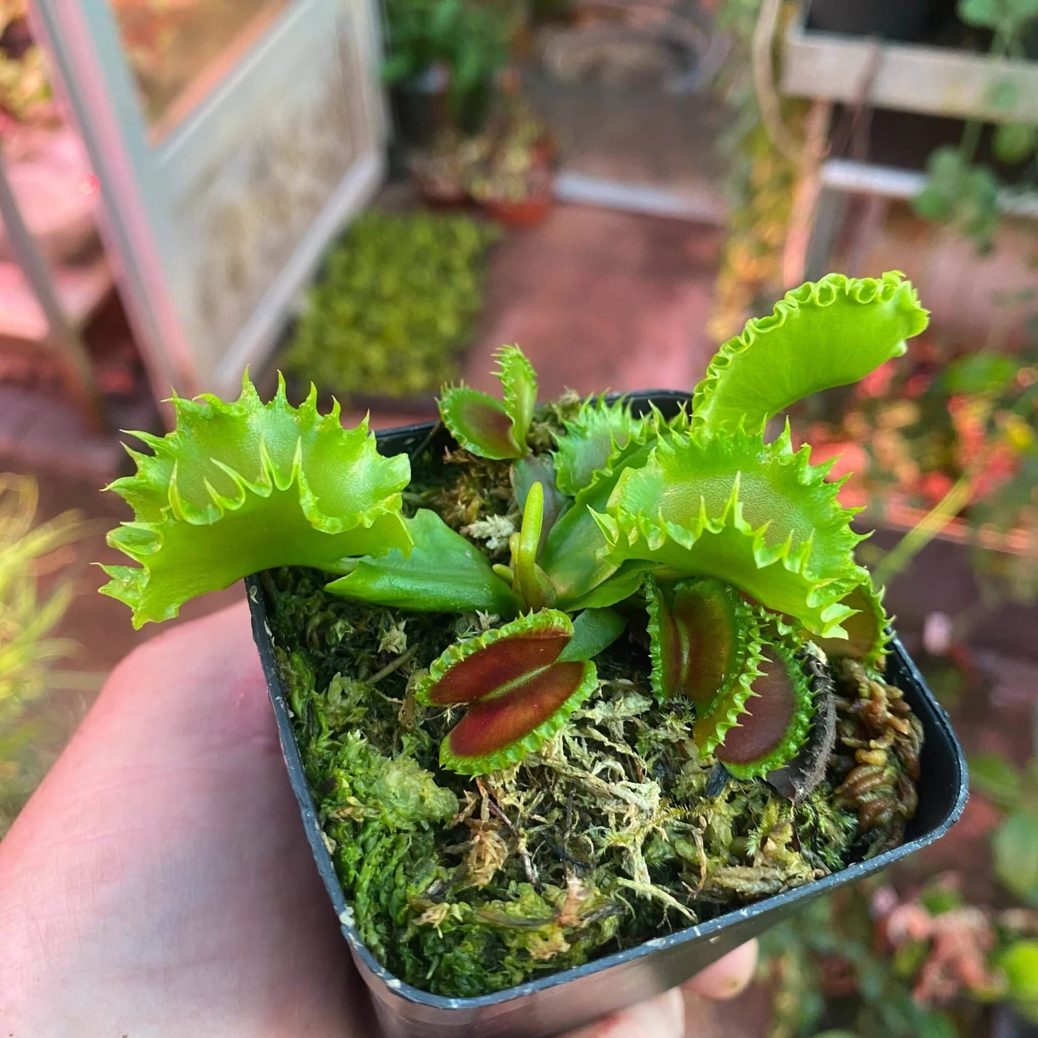 Dionaea muscipula „Chinese Dumpling“ 大森食虫植物農園