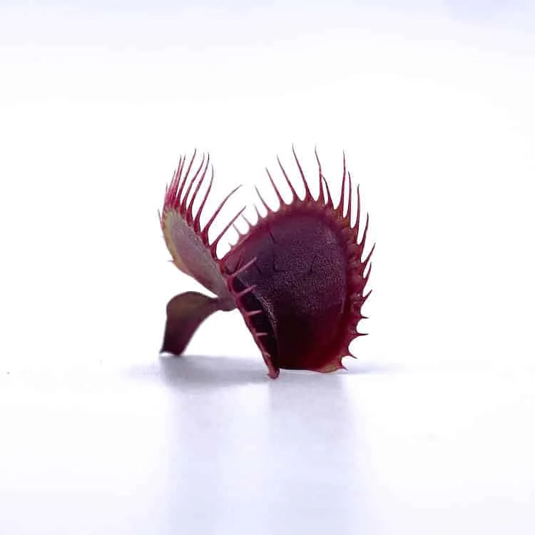 Dionaea muscipula „Claytons Vulcanic Red“ 大森食虫植物農園