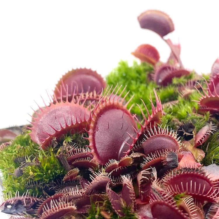 Dionaea muscipula „Claytons Vulcanic Red“ 大森食虫植物農園