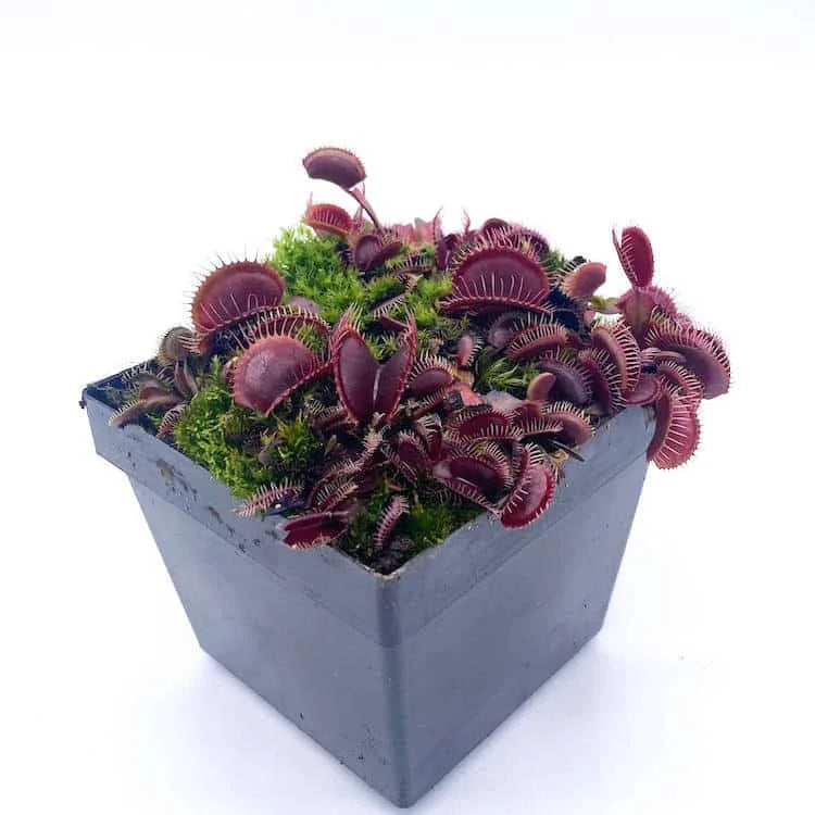 Dionaea muscipula „Claytons Vulcanic Red“ 大森食虫植物農園