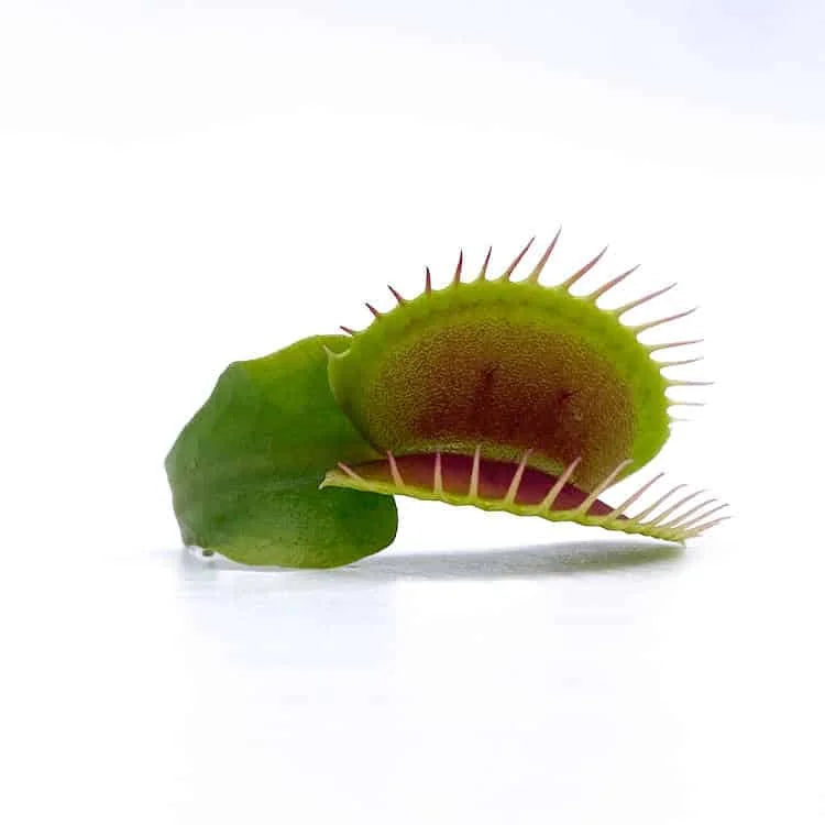 Dionaea muscipula „Clumping Cultivar“ 大森食虫植物農園