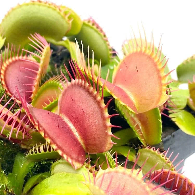 Dionaea muscipula „Clumping Cultivar“ 大森食虫植物農園