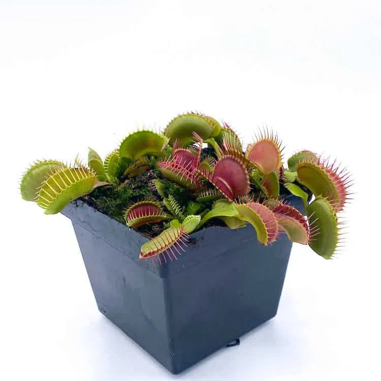 Dionaea muscipula „Clumping Cultivar“ 大森食虫植物農園