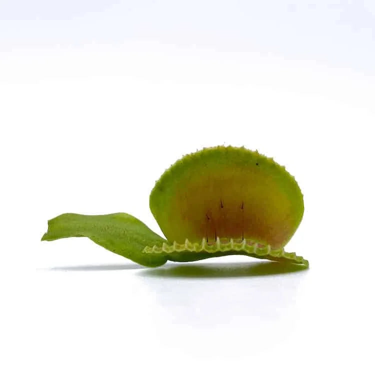 Dionaea muscipula „Coquillage“ 大森食虫植物農園