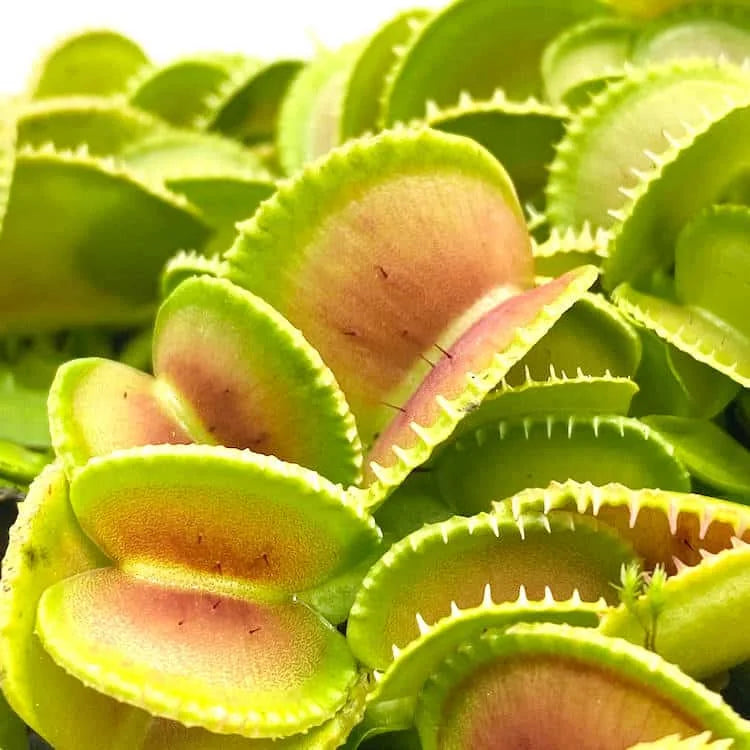 Dionaea muscipula „Coquillage“ 大森食虫植物農園