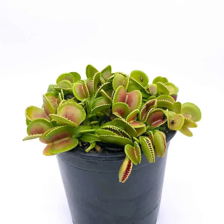 Dionaea muscipula „Coquillage“ 大森食虫植物農園
