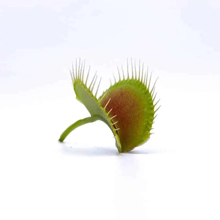 Dionaea muscipula „Creeping Deeth“ 大森食虫植物農園