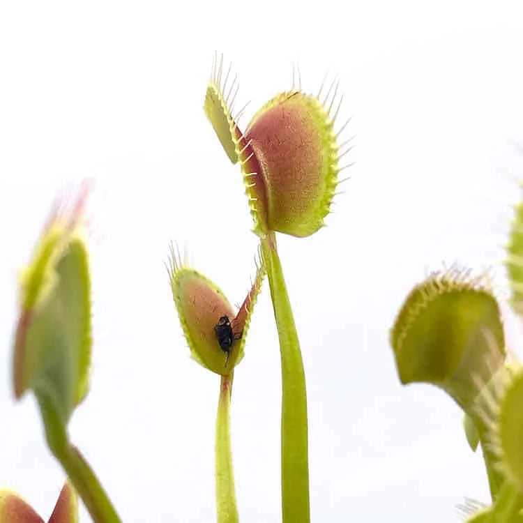 Dionaea muscipula „Creeping Deeth“ 大森食虫植物農園