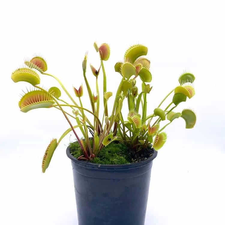 Dionaea muscipula „Creeping Deeth“ 大森食虫植物農園