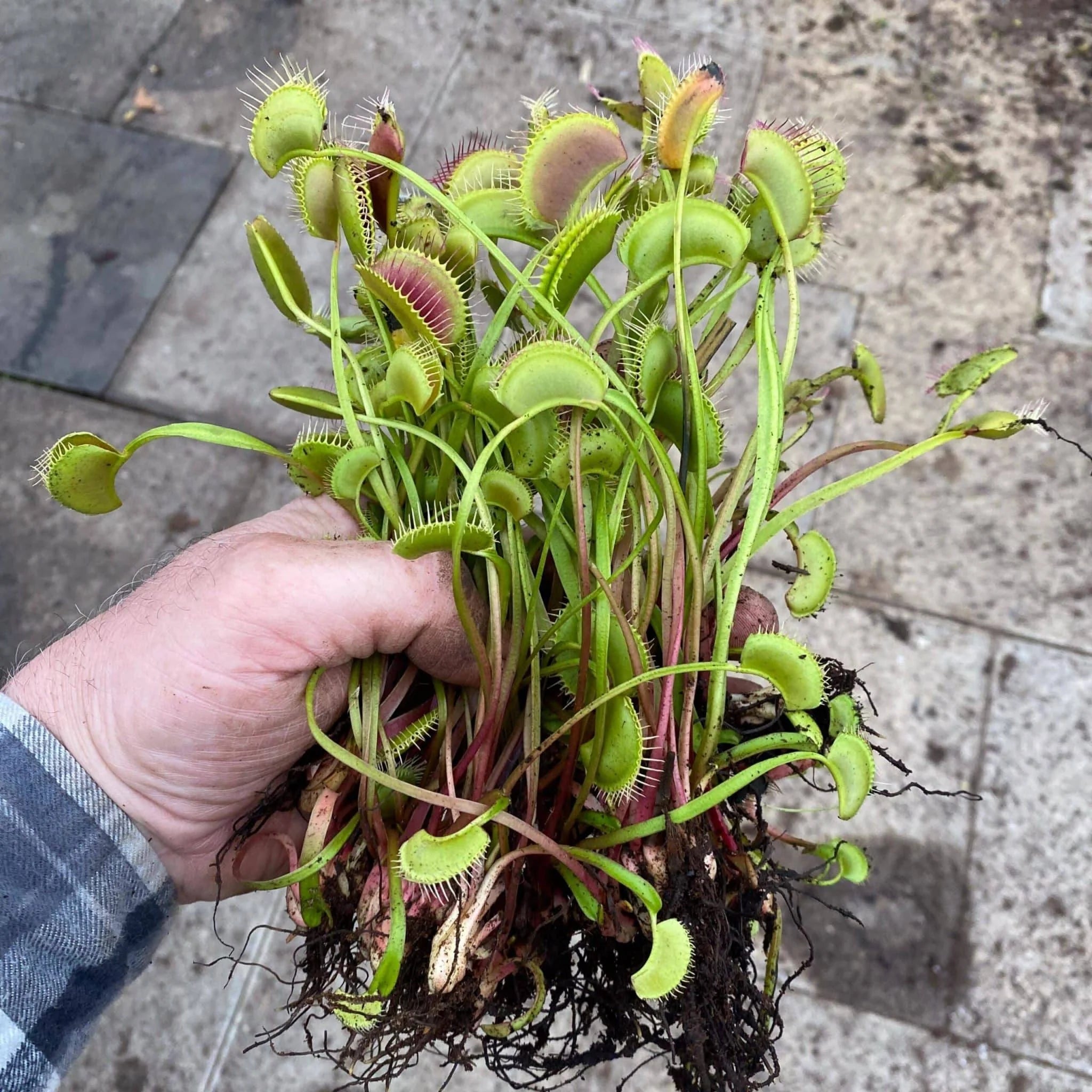 Dionaea muscipula „Creeping Deeth“ 大森食虫植物農園