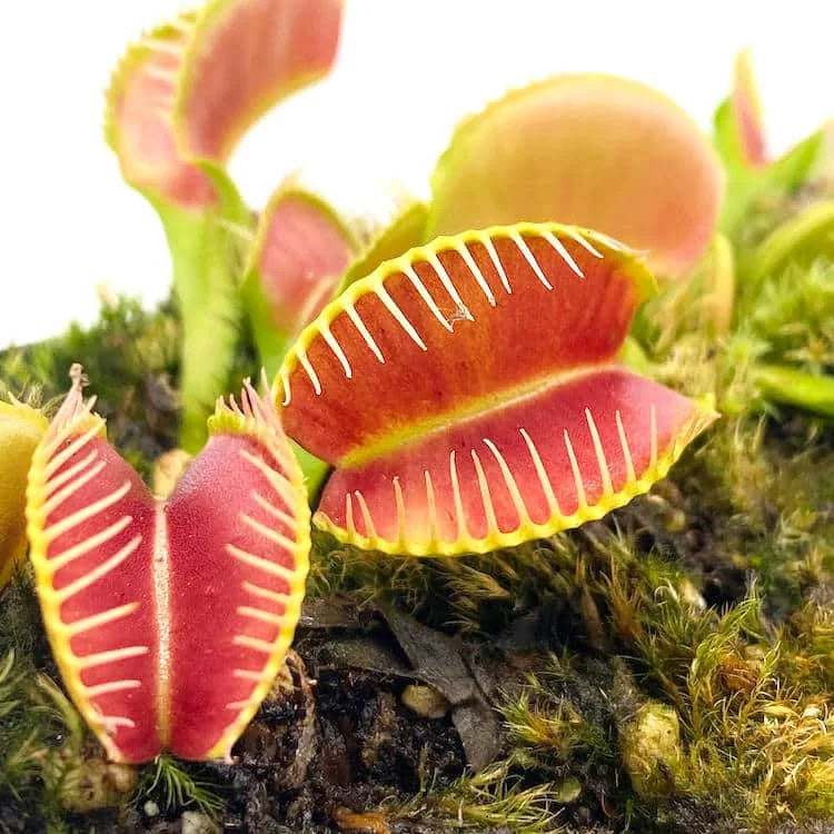 Dionaea muscipula „Crocodile“ 大森食虫植物農園