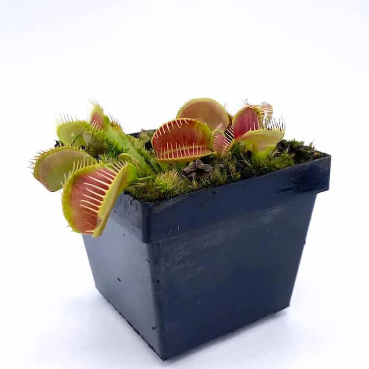 Dionaea muscipula „Crocodile“ 大森食虫植物農園