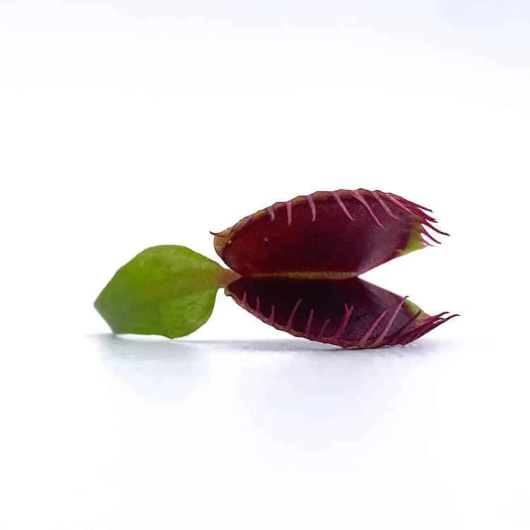 Dionaea muscipula „Cropped Teeth Blotchy“ 大森食虫植物農園