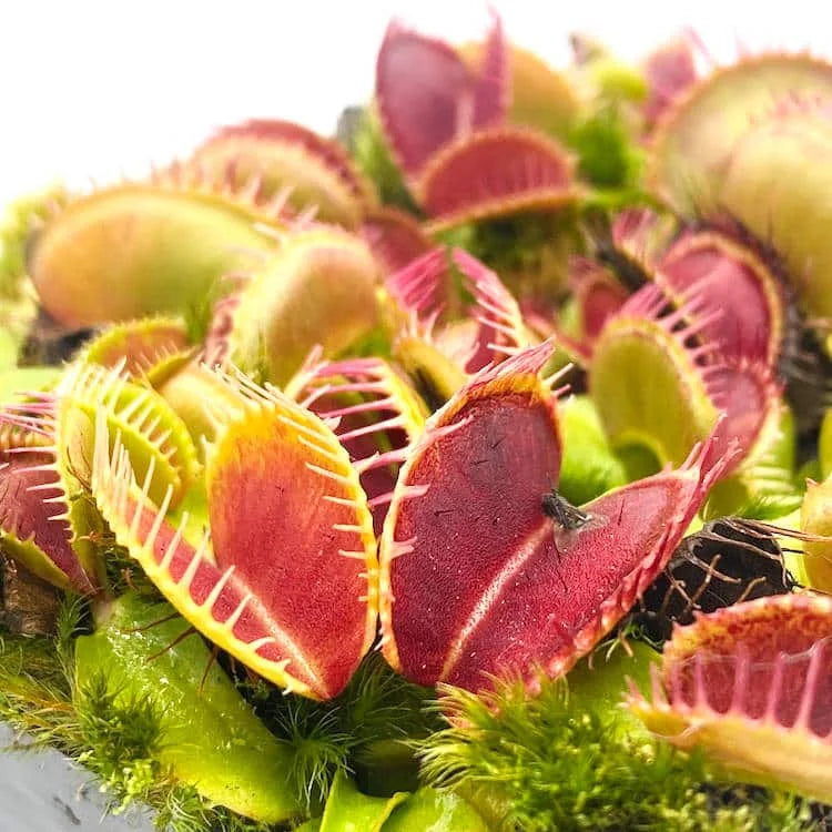 Dionaea muscipula „Cropped Teeth Blotchy“ 大森食虫植物農園