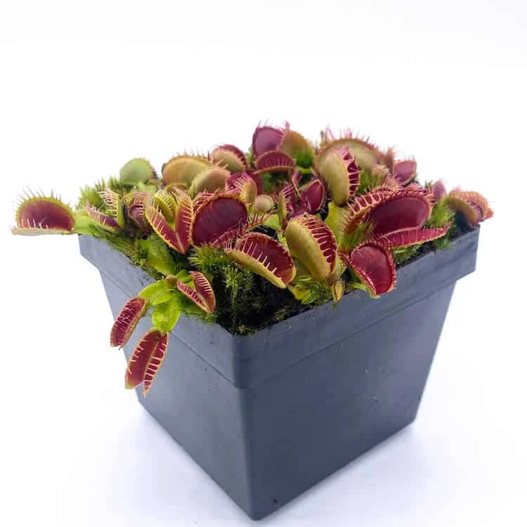 Dionaea muscipula „Cropped Teeth Blotchy“ 大森食虫植物農園