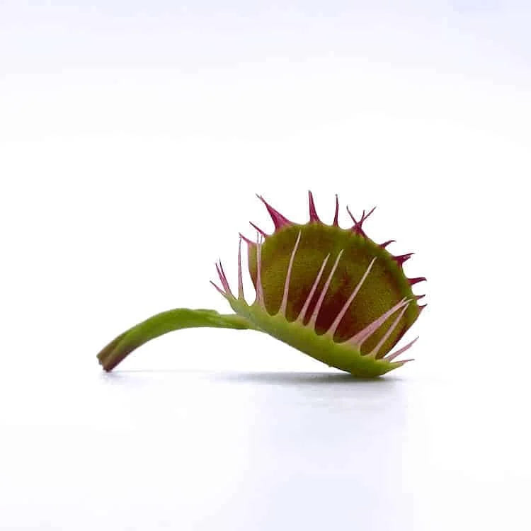 Dionaea muscipula „Cross Teeth China“ 大森食虫植物農園