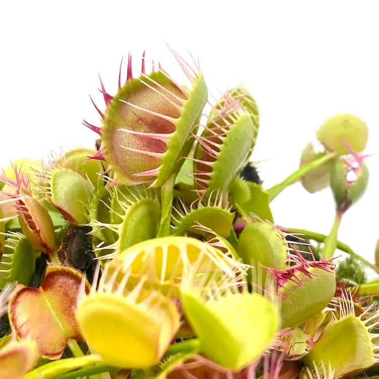 Dionaea muscipula “Cross Teeth China“ 大森食虫植物農園