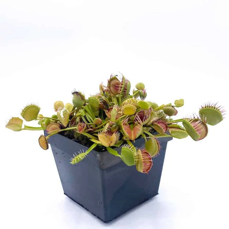 Dionaea muscipula “Cross Teeth China“ 大森食虫植物農園