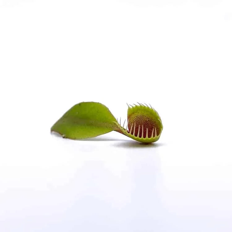 Dionaea muscipula „Cup Trap“ 大森食虫植物農園