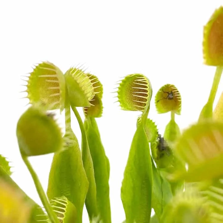 Dionaea muscipula „Cup Trap“ 大森食虫植物農園