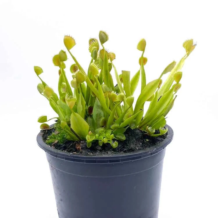 Dionaea muscipula “Cup Trap“ 大森食虫植物農園