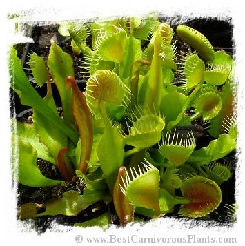 Dionaea muscipula 'Cuped Trap' / 3株の苗, 2-5 cm 大森食虫植物農園