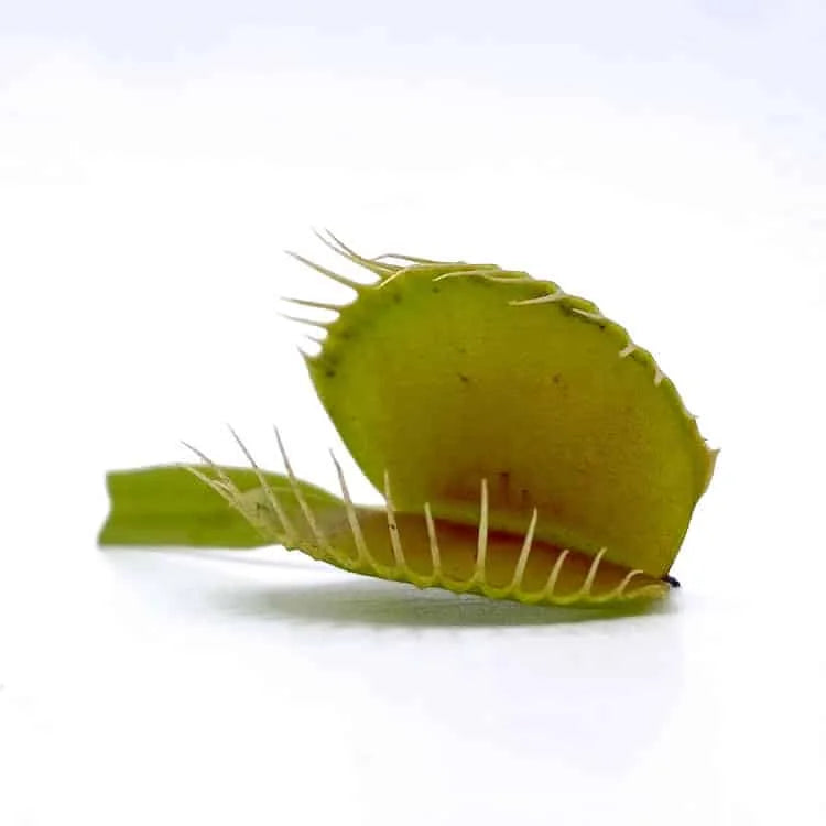 Dionaea muscipula “Dent long“ 大森食虫植物農園