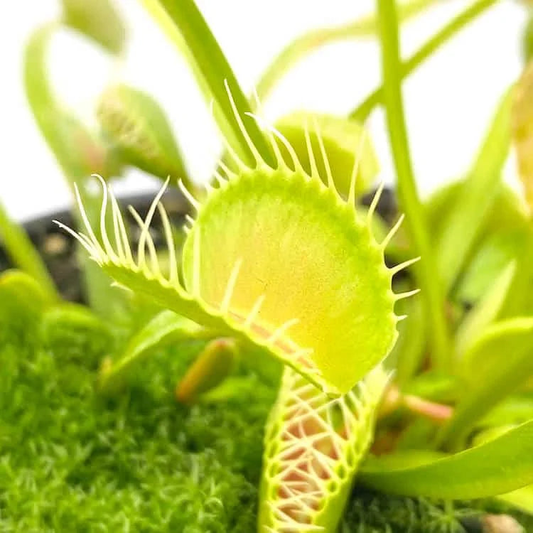 Dionaea muscipula „Dent long“ 大森食虫植物農園