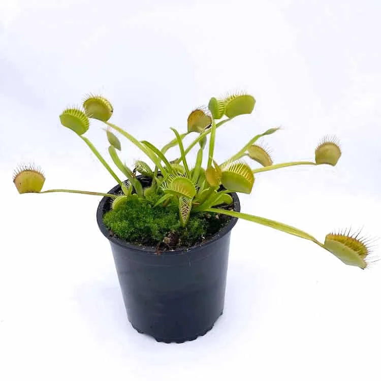 Dionaea muscipula „Dent long“ 大森食虫植物農園