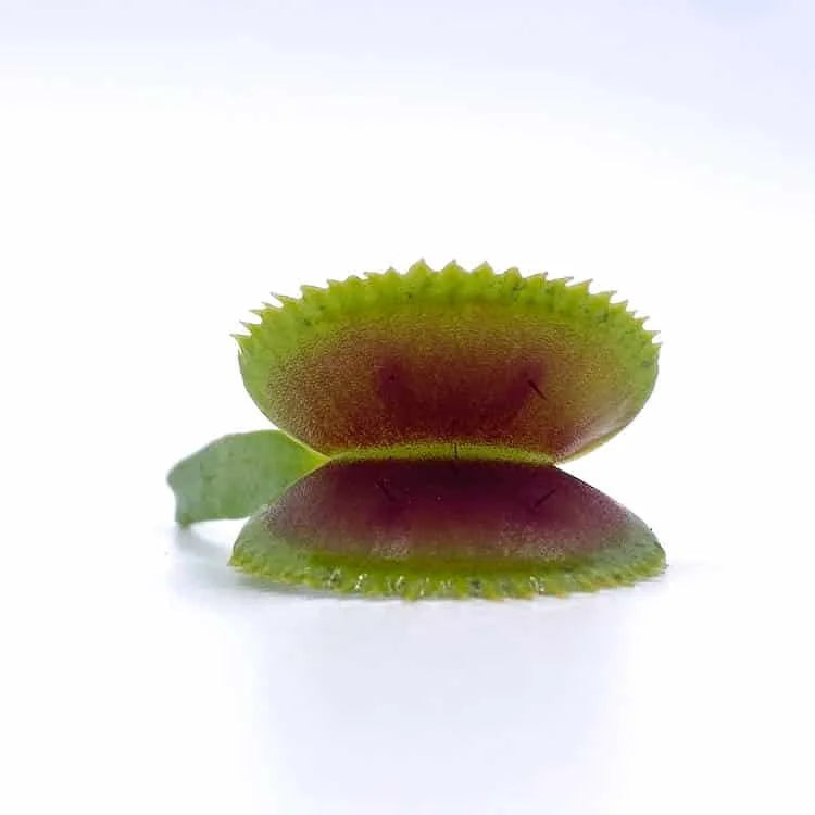 Dionaea muscipula “Dentat�“ 大森食虫植物農園