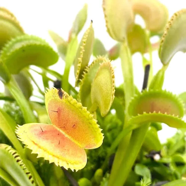 Dionaea muscipula „Dentat�“ 大森食虫植物農園