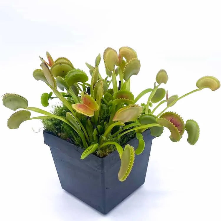 Dionaea muscipula „Dentat�“ 大森食虫植物農園