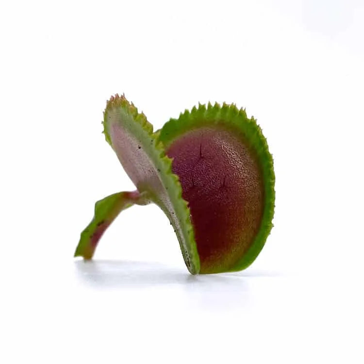 Dionaea muscipula „Dentata“ﾠ 大森食虫植物農園
