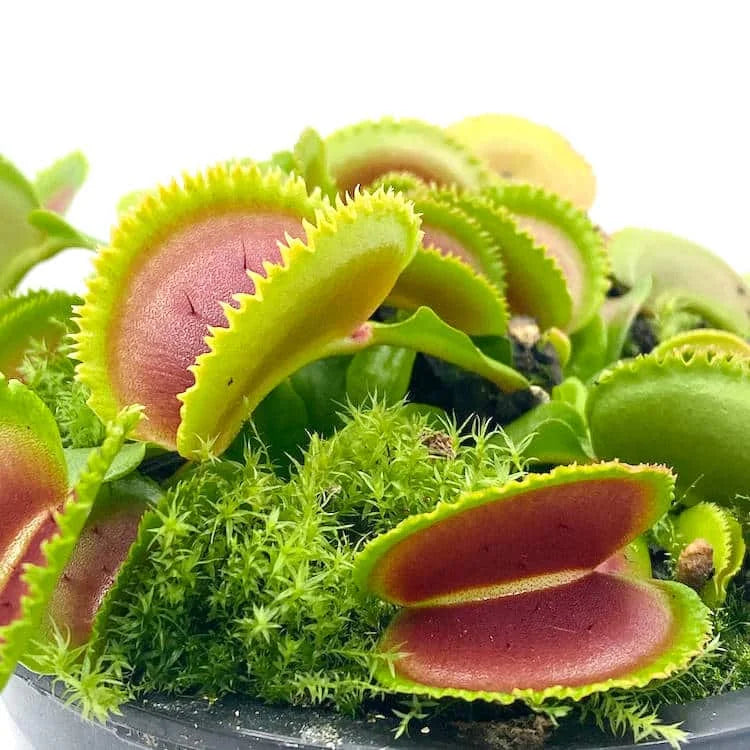Dionaea muscipula „Dentata“ﾠ 大森食虫植物農園