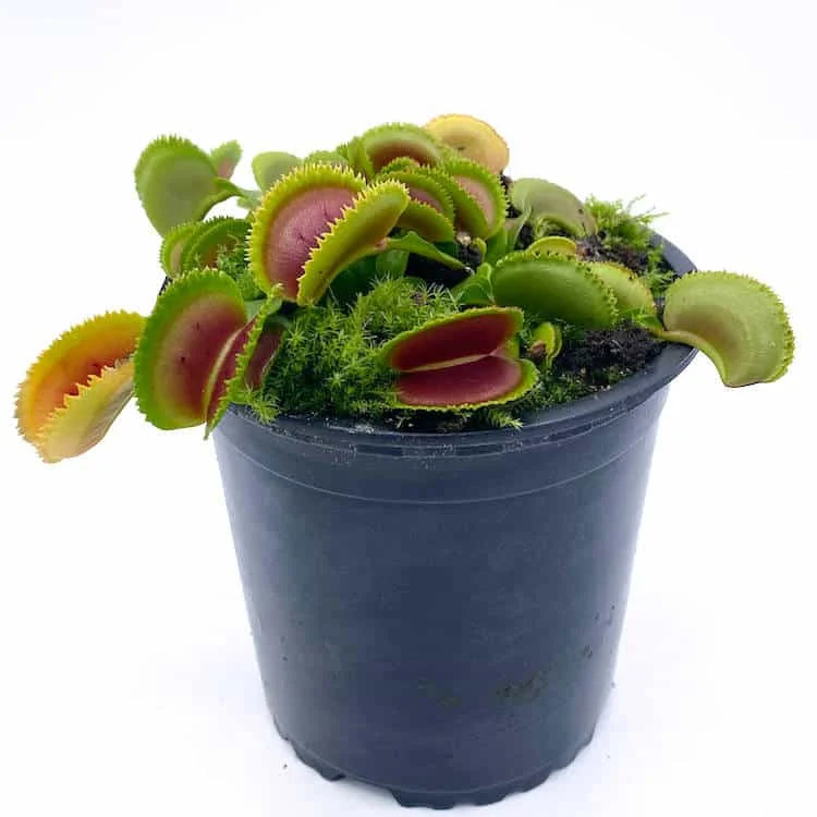 Dionaea muscipula „Dentata“ﾠ 大森食虫植物農園