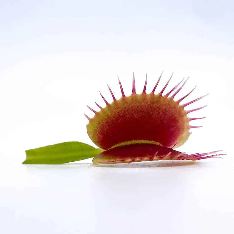 Dionaea muscipula “Destroyer“ 大森食虫植物農園