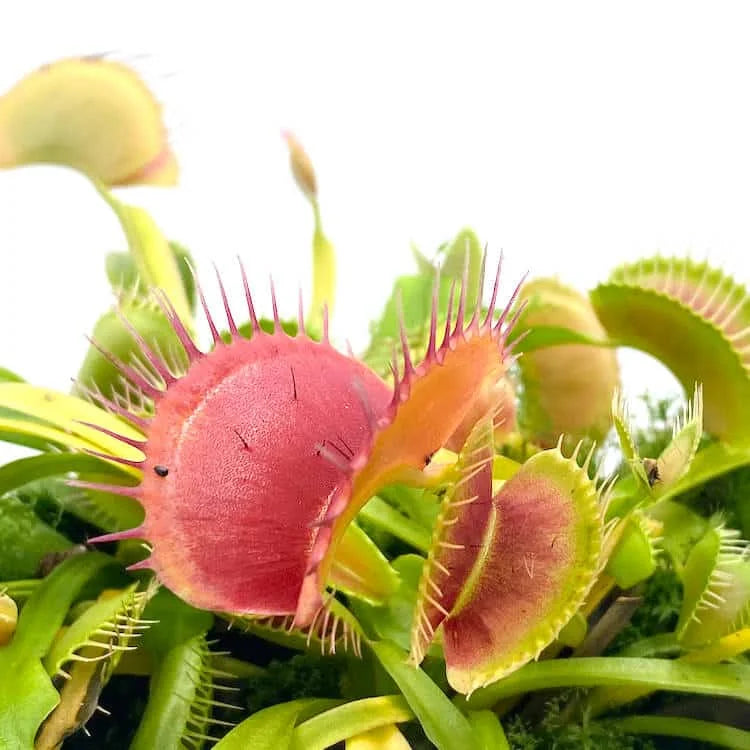 Dionaea muscipula „Destroyer“ 大森食虫植物農園