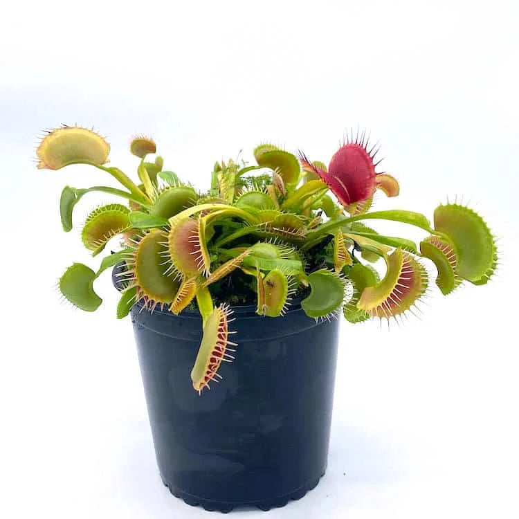 Dionaea muscipula „Destroyer“ 大森食虫植物農園
