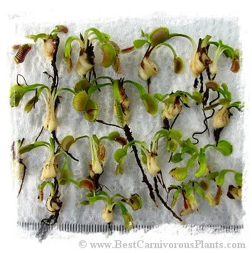 Dionaea muscipula {Different Forms Mix Wholesale} / 1株の苗, サイズ 2-5 cm 大森食虫植物農園