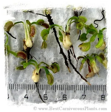 Dionaea muscipula {Different Forms Mix Wholesale} / 1株の苗, サイズ 2-5 cm 大森食虫植物農園