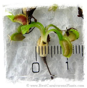 Dionaea muscipula {Different Forms Mix Wholesale} / 1株の苗, サイズ 2-5 cm 大森食虫植物農園