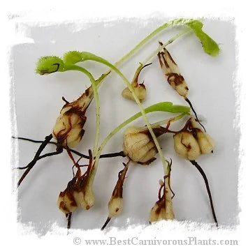 Dionaea muscipula {Different Forms Mix Wholesale} / 1株の親苗, サイズ 4-12 cm 大森食虫植物農園
