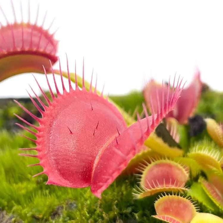 Dionaea muscipula „Dingley Giant“ 大森食虫植物農園