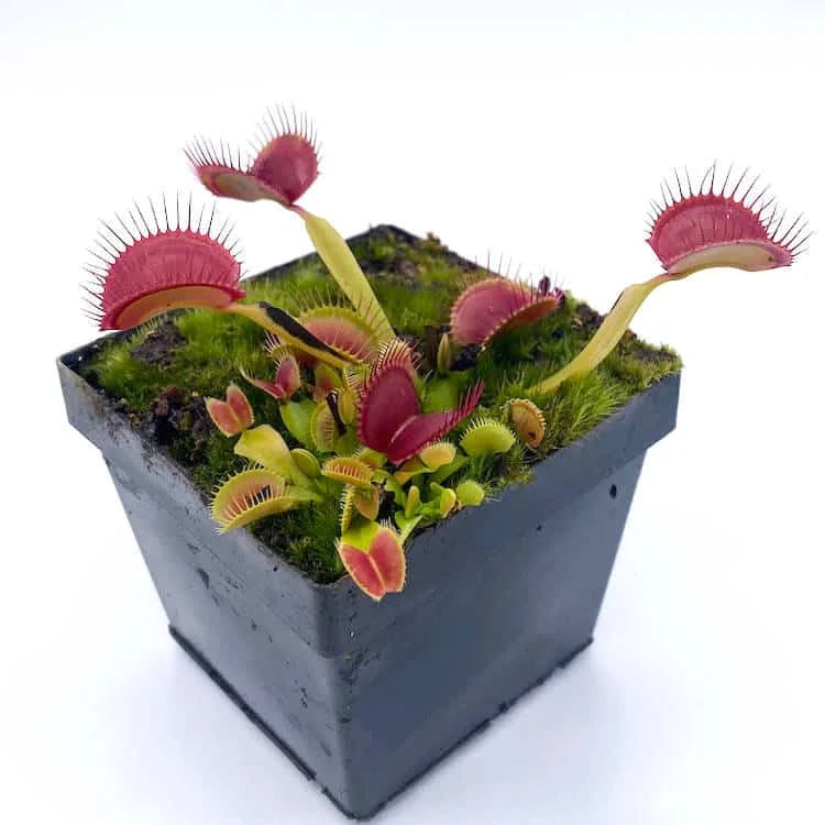 Dionaea muscipula „Dingley Giant“ 大森食虫植物農園