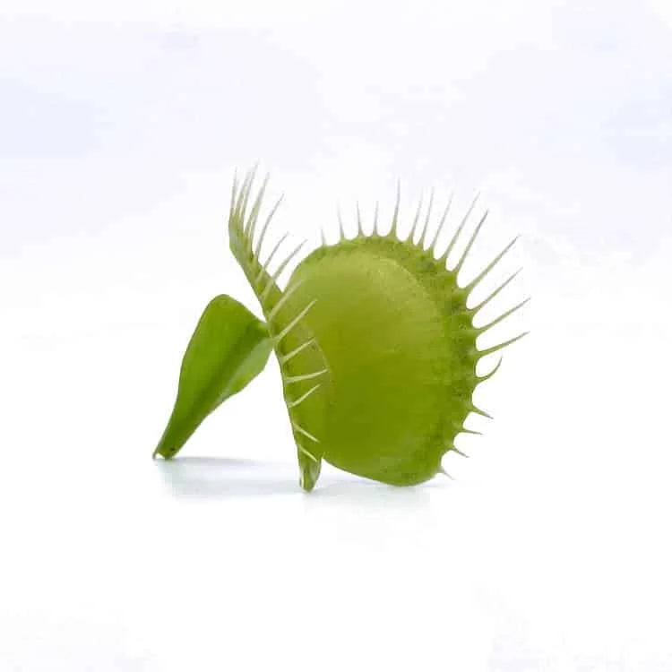Dionaea muscipula „Dm 30 All green“ 大森食虫植物農園