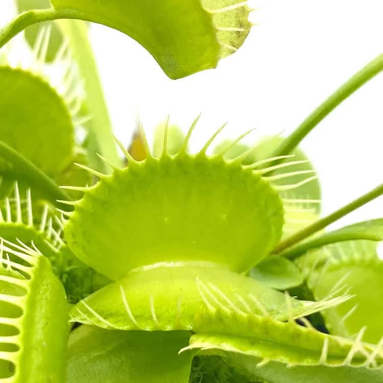 Dionaea muscipula „Dm 30 All green“ 大森食虫植物農園