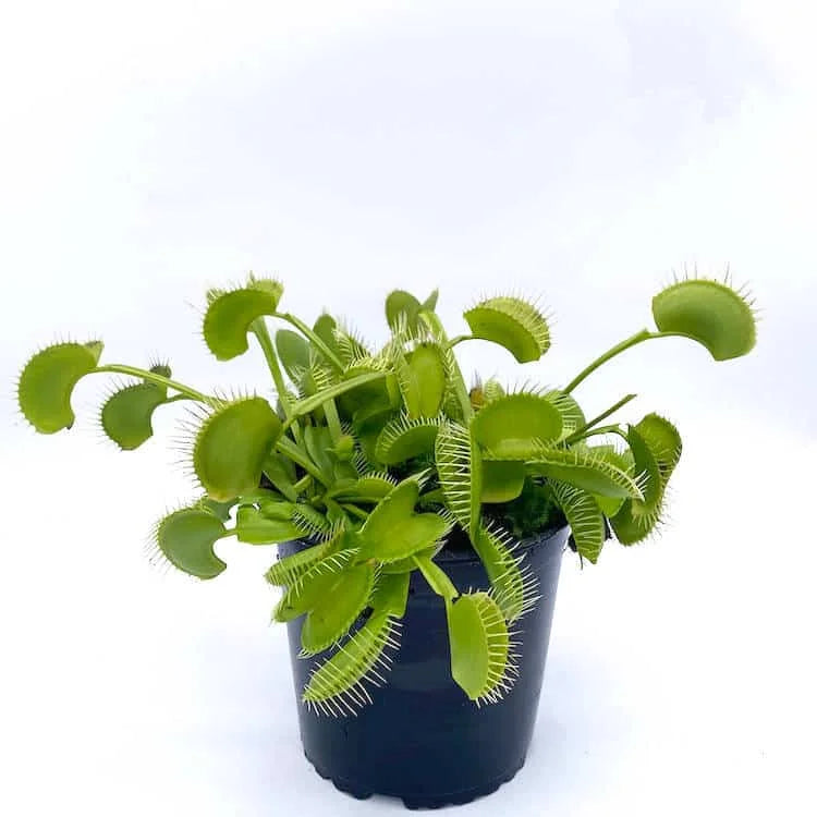 Dionaea muscipula „Dm 30 All green“ 大森食虫植物農園