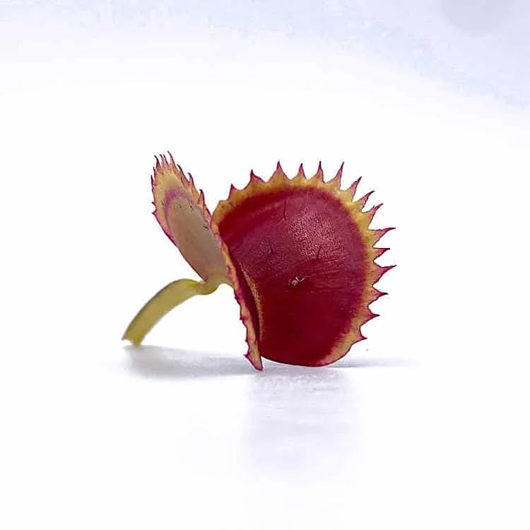 Dionaea muscipula „Dracula“, original, ex Trev Cox 大森食虫植物農園